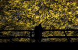 Kelp