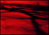 The Magic Trees Shadow .. on the red snow!