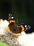 Red Admiral