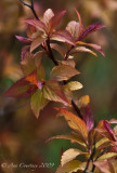Spirea