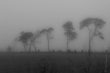 Misty trees