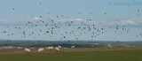 More Rooks than Sheep