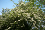 Blackthorn