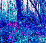 Not blue bells.