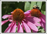 Bee on a Cone Flower.jpg