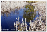 Baehre Swamp 2010 015.jpg