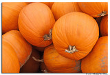 Pumpkins copy.jpg