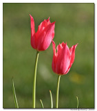 Red Parrot Tulip 2.jpg