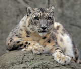 Snow Leopard_7825.jpg