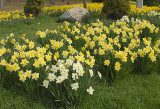 Daffodils_4882.jpg