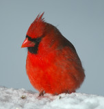 Male Cardinal_4435.jpg