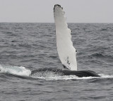 Flipper Waving_2699.jpg