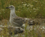 Yellow-legged Gull / Medelhavstrut (Larus michahellis)