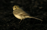 White Wagtail / Sdesrla (Motacilla alba)