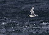 Kittiwake / Tretig ms (Rissa tridactyla)