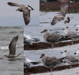 Larus sp.