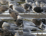 Larus sp.