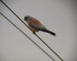 Lesser Kestrel / Rdfalk (Falco naumanni)