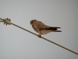 Lesser Kestrel / Rdfalk (Falco naumanni)