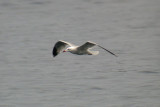 Audouins Gull / Rödnäbbad trut (Larus audouinii)