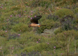 Montagus Harrier / ngshk (Circus pygargus)