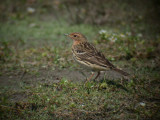 Red-throated Pipit / Rdstrupig piplrka (Anthus cervinus)