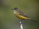 Yellow Wagtail / Gulrla (Motacilla flava)