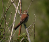 Red-backed Shrike / Trnskata (Lanius collurio)