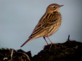 Red-throated Pipit / Rdstrupig piplrka (Anthus cervinus)