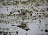 Citrine Wagtail / Citronrla (Motacilla citreola)