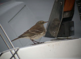 Water Pipit / Vattenpiplrka (Anthus spinoletta)