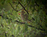 Olive-backed Pipit / Sibirisk piplrka (Anthus hodgsoni)