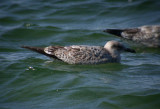 Herring Gull / Grtrut (Larus argentatus)