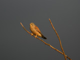 Kestrel / Tornfalk (Falco tinnunculus)