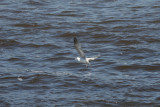 Ringed Gull-1.jpg