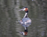 g.c.grebe.jpg