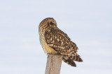 Short-eared Owl - Six Mile Rd