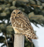 Short-eared Owl
