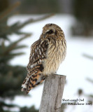 Short-eared Owl