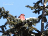 White-winged Crossbill (F)