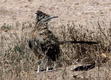 Roadrunner