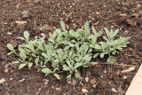 Lavender Sage #000 (9294)