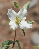 Littleleaf Mockorange #314 (5040)