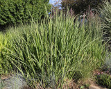 Porcupine Grass #561 (4859)