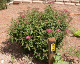 Spirea Volunteer at #313 (2505)