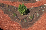 New Herb Garden-E (2592)