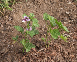 Zebra Mallow #000 (2622)