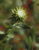 Curlycup Gumweed #201 (9069)