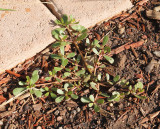 Summer Purslane #200 (9033)