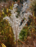 Flame Grass Seedhead #562 (9867)